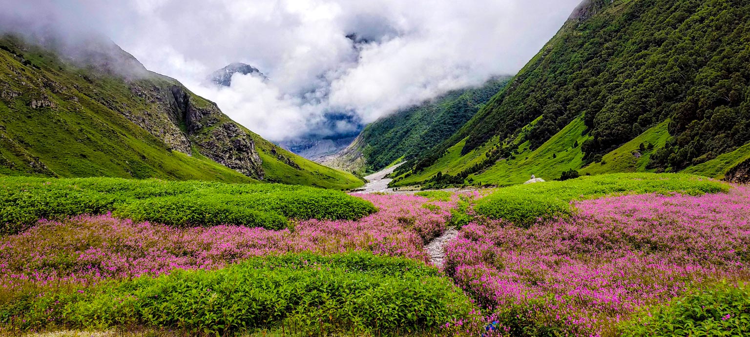 Valley Of Flower, Uttarakhand