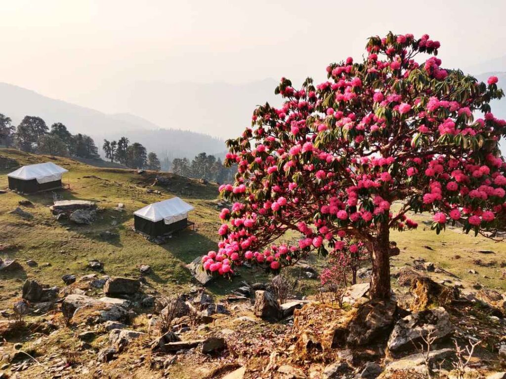 chopta tour package