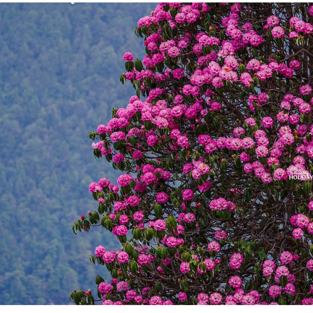 chopta tour package