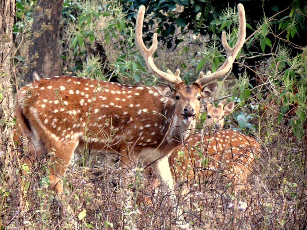 chopta tour package