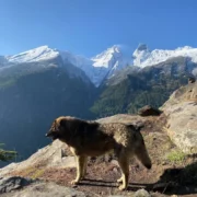 Chopta Tungnath Trek